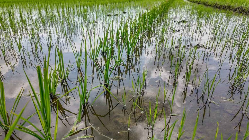 Young green rice plants thriving in a flooded paddy field
